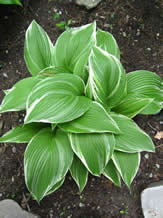 Guide d'identification: Hostas par photos Montan15