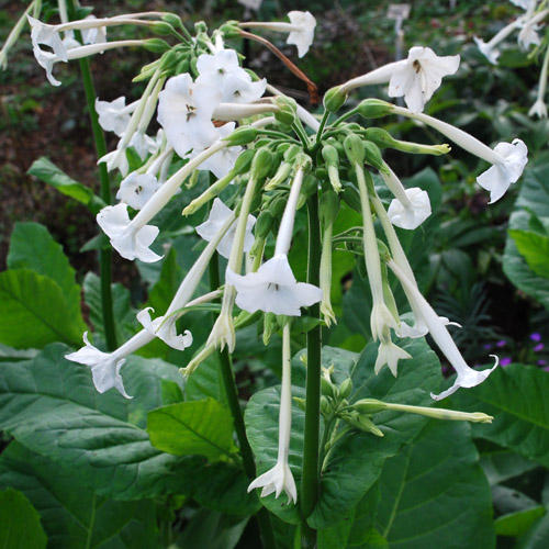 Semis de Nicotiana Nicoti10