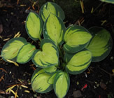 Guide d'identification: Hostas par photos Purehe10