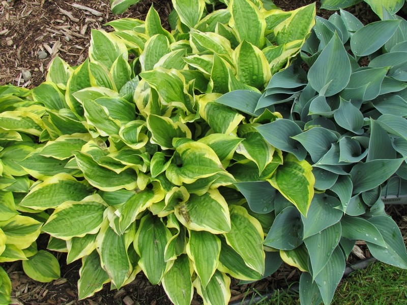 Guide d'identification: Hostas par photos (ancien) Scoote10