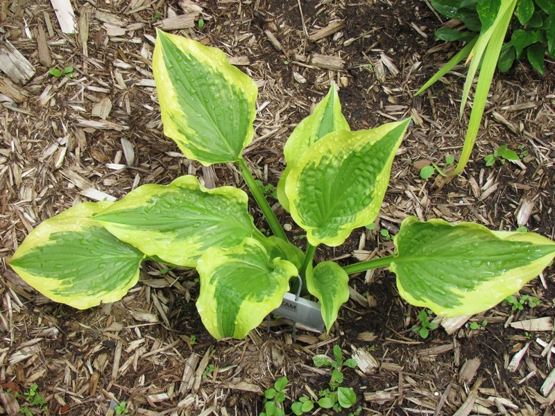 Guide d'identification: Hostas par photos Shazam10