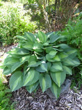 Guide d'identification: Hostas par photos (ancien) Stript12