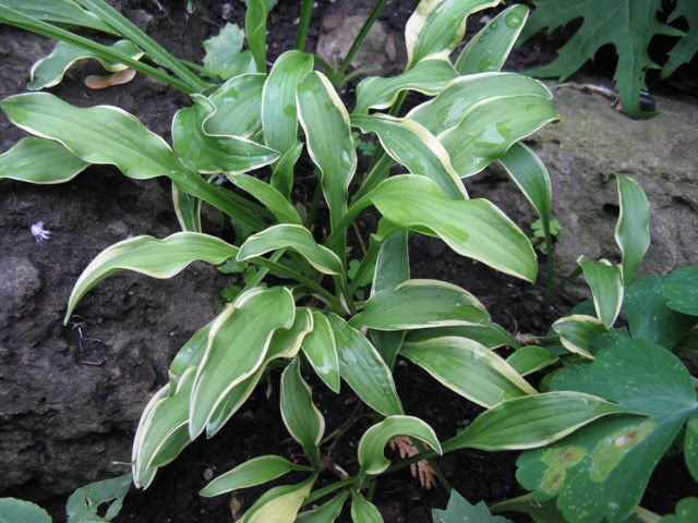 Guide d'identification: Hostas par photos (ancien) Verave11