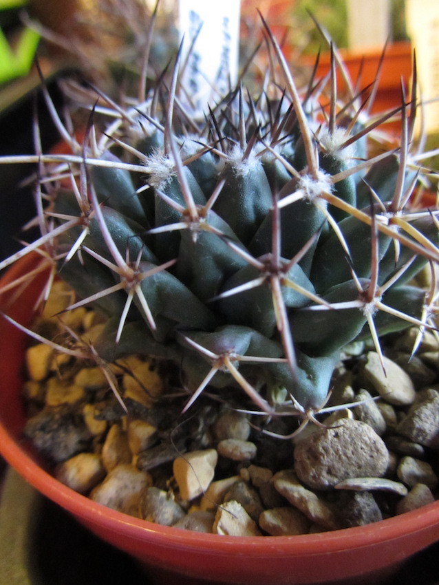 Please can anyone ID this plant from El Pantano, San Luis Potosi? 17-06-11