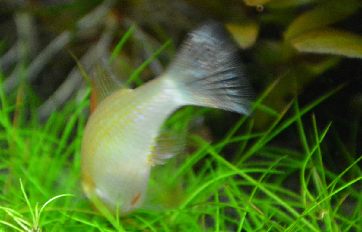 Apisto Ramirezi Gold - Mâle ou femelle ? 01010