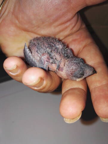 Bebe Corneille Tombe Du Nid Bebe Corneille Tombe Du Nid