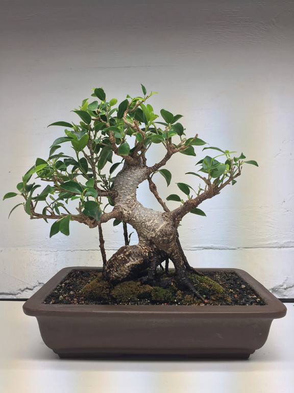 Ficus mallsai overhauled 1010