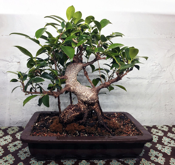 Ficus mallsai overhauled 1110