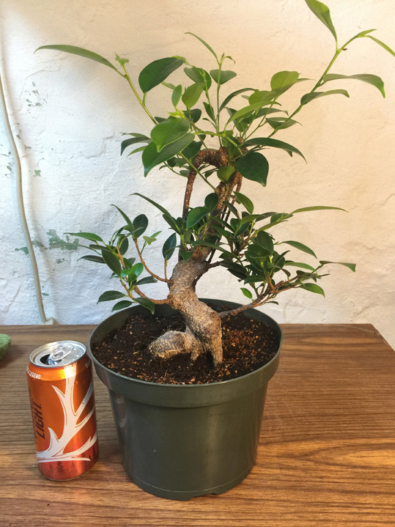 Ficus mallsai overhauled 112