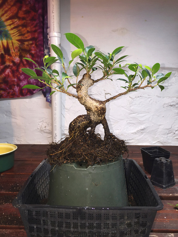 Ficus mallsai overhauled 710