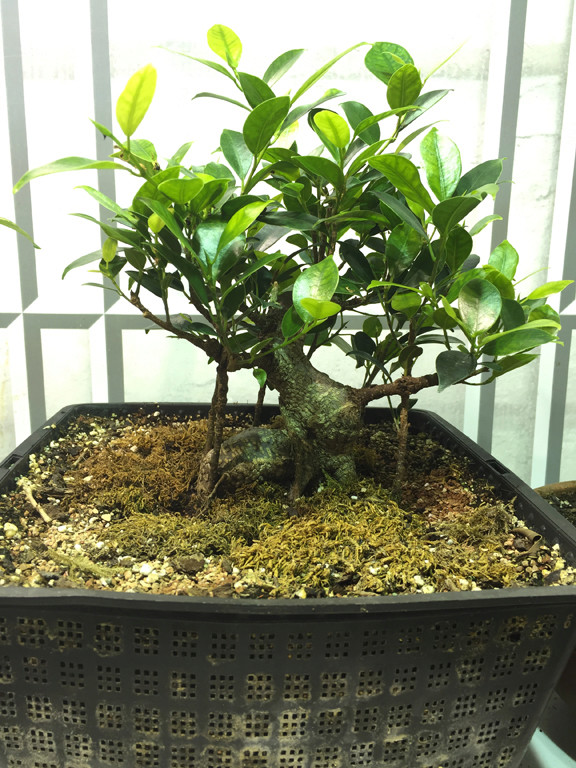 Ficus mallsai overhauled 810