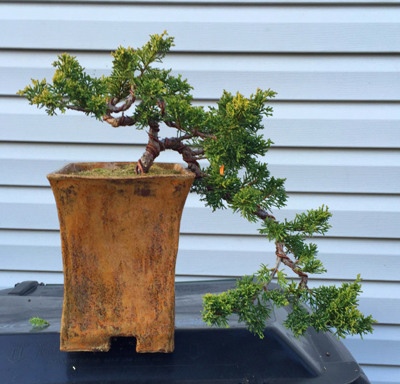 Shimpaku Juniper Cascade Three Year Progression B11