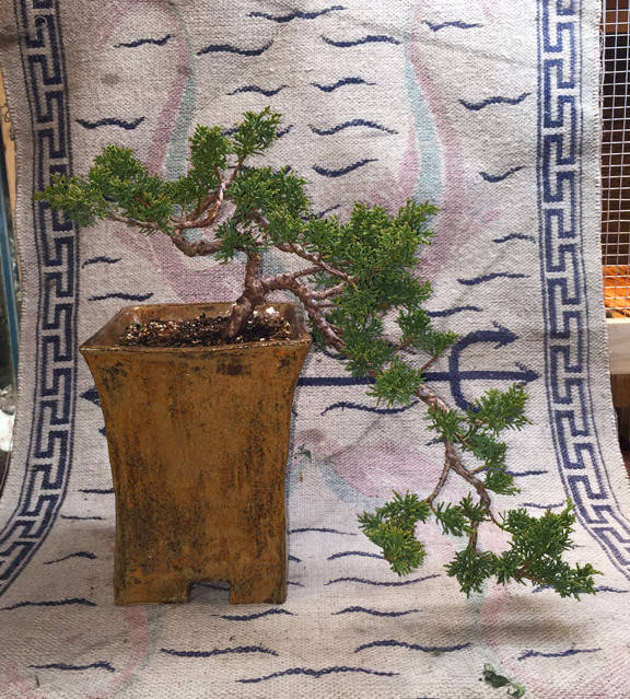 Shimpaku Juniper Cascade Three Year Progression E11