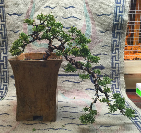 Shimpaku Juniper Cascade Three Year Progression F10