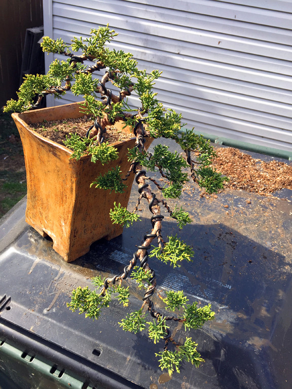 Shimpaku Juniper Cascade Three Year Progression H10