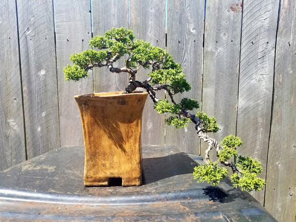 Shimpaku Juniper Cascade Three Year Progression I10