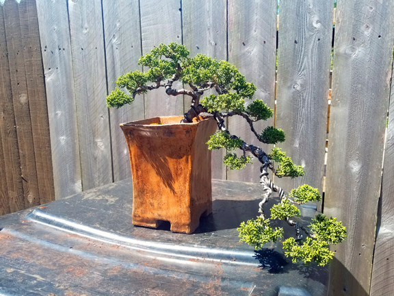 Shimpaku Juniper Cascade Three Year Progression J10