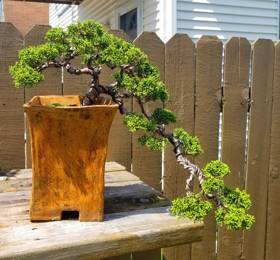 Shimpaku Juniper Cascade Three Year Progression L10