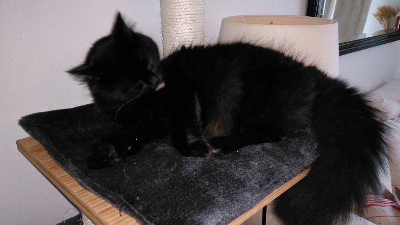 MARTIN,chaton mâle noir,né le 08/06/16 Bbjule11