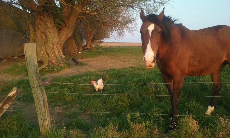 La vie de mes princesses - La vie de mes princesses a la ferme D10