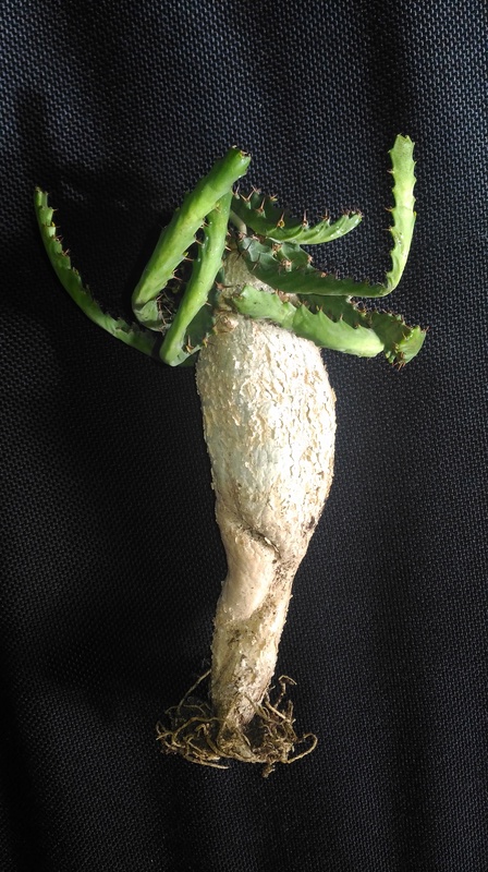 Hivernage Euphorbia stellata P_201710