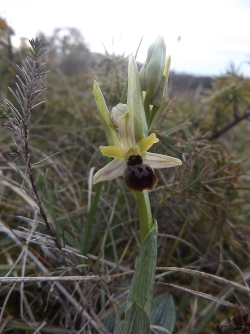 ophrys araneola  Dscf4813