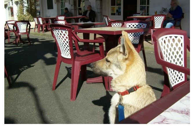 TOKYO, beauceron x chien loup de tchecoslovaquie x berger blanc suisse - Page 12 Liot1r10