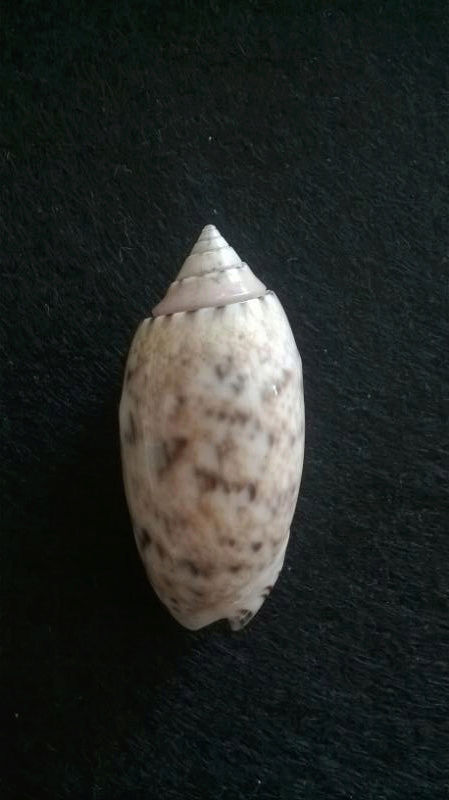 Oliva annulata Gmelin, 1791 Sans-t15