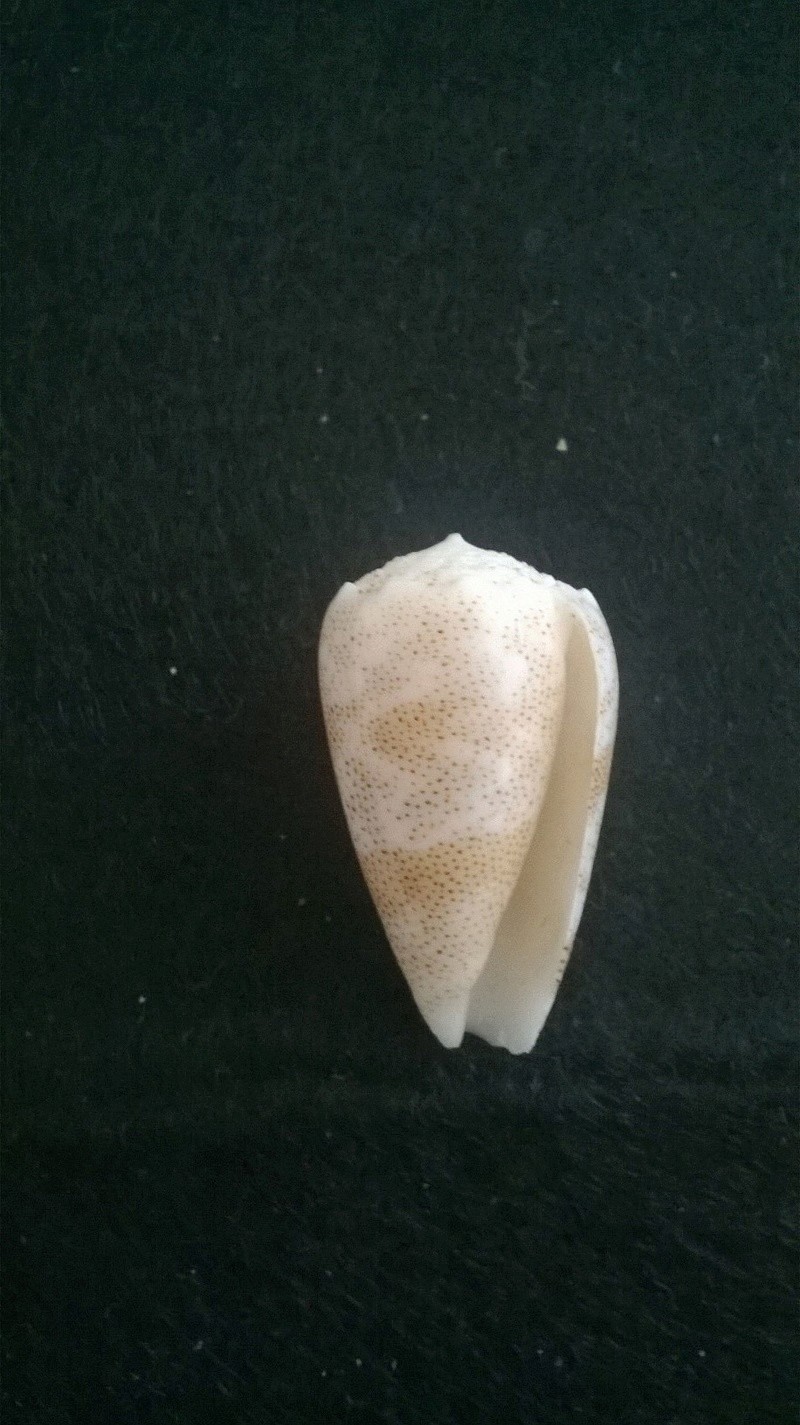 Conus_arenatus Wp_20122