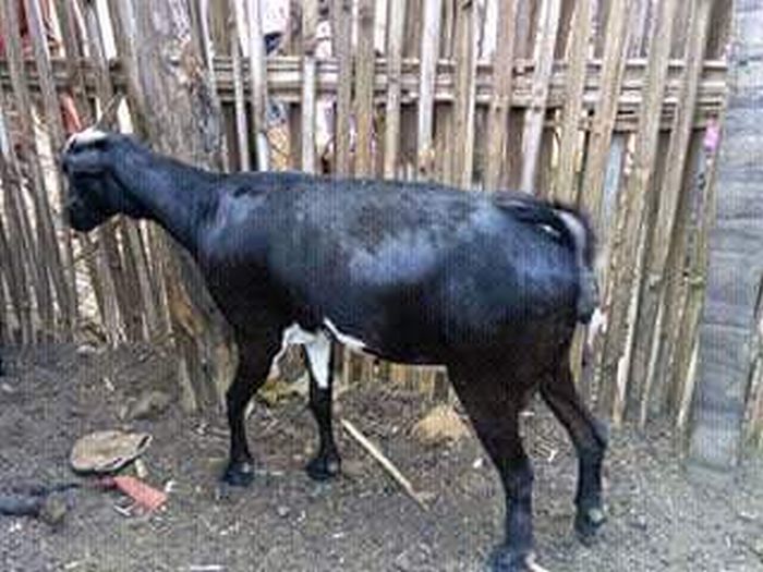 OMG!! Goat Gives Birth To Half Human And Half Goat (Graphic Photo) Unset-10