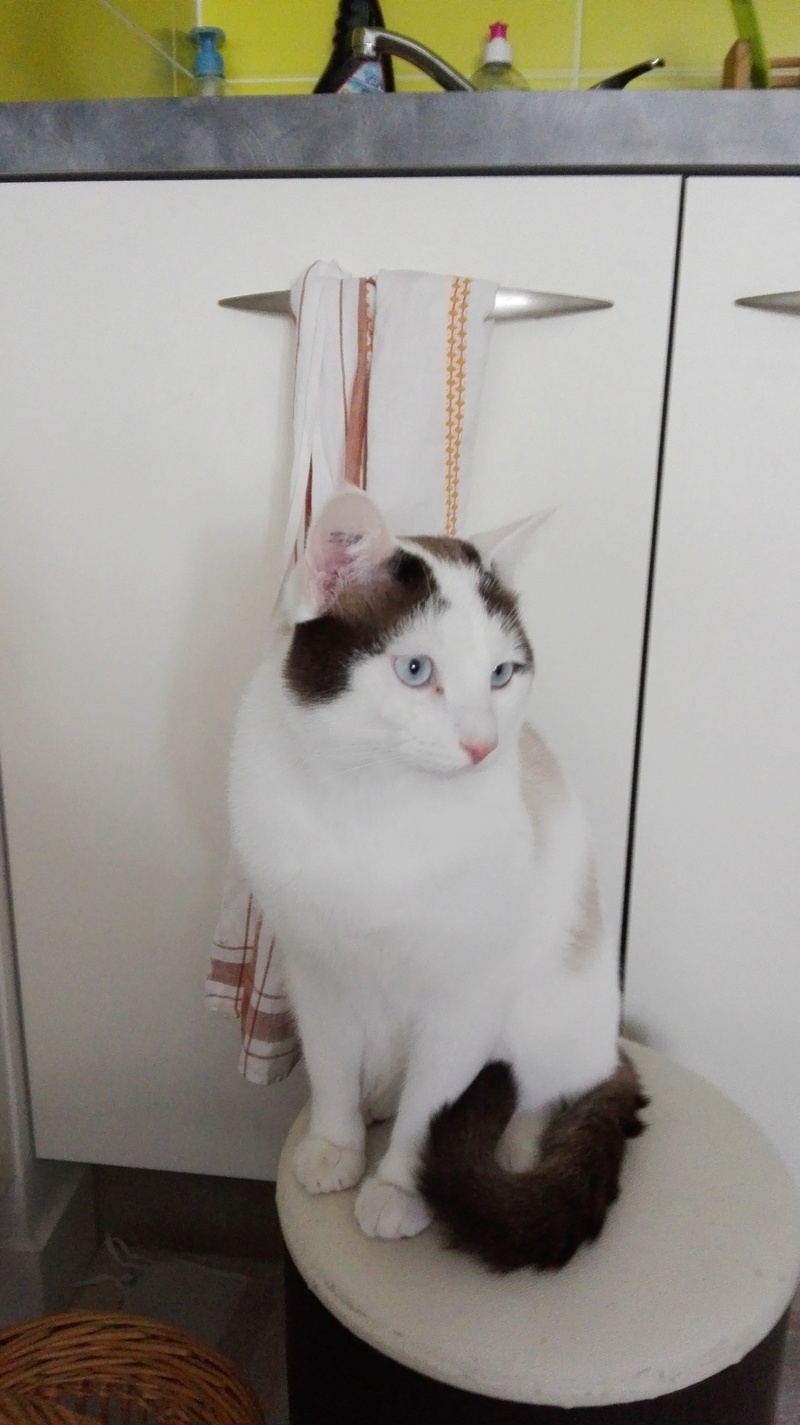 INVICTUS, chat européen marron&blanc, né en 2013, en FA longue durée Img_2011