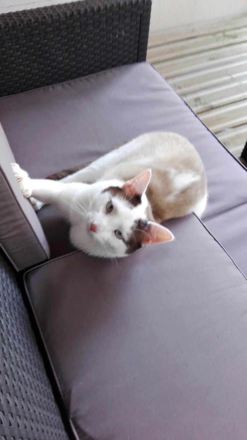 INVICTUS, chat européen marron&blanc, né en 2013, en FA longue durée Img_2015
