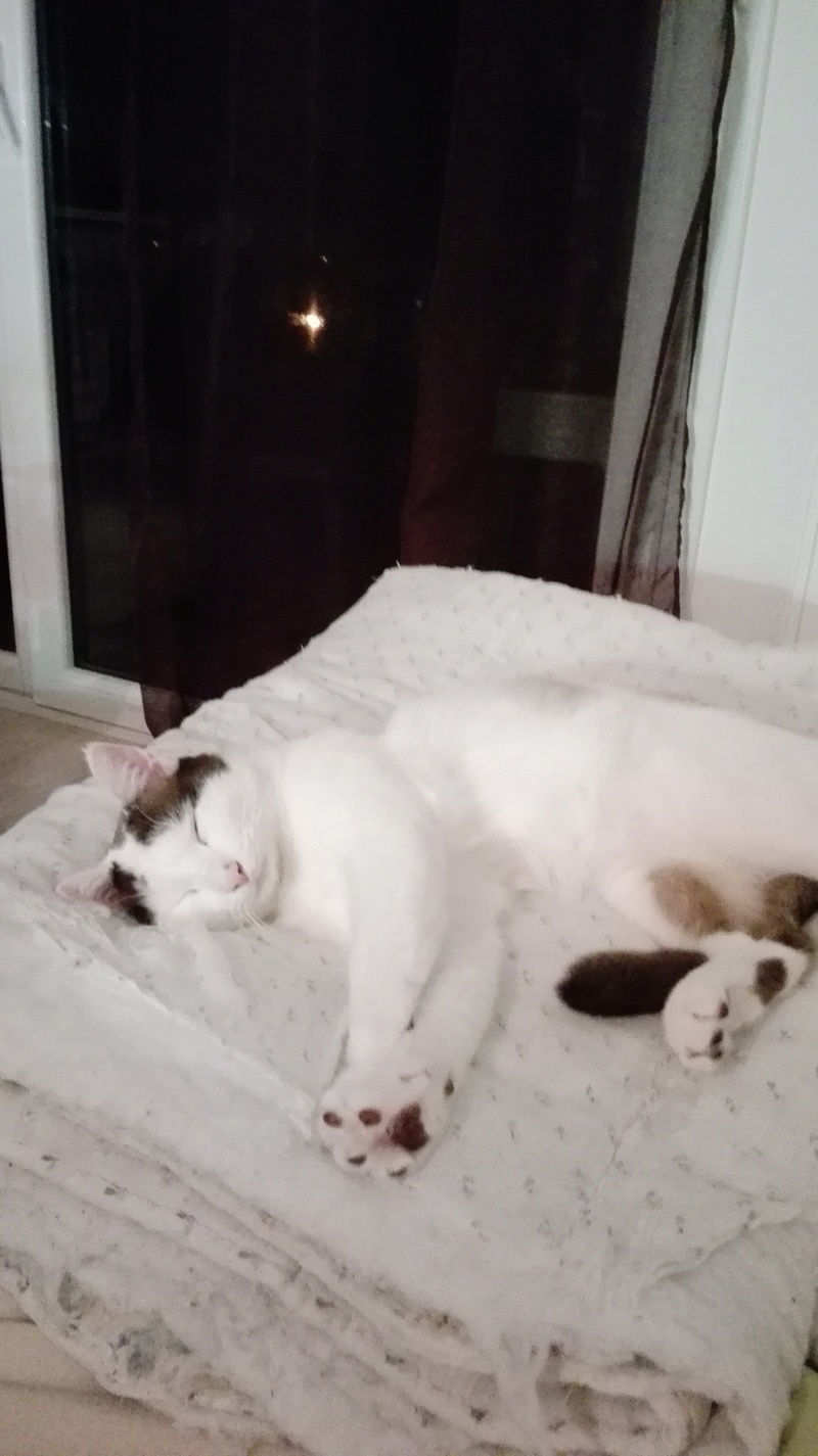 INVICTUS, chat européen marron&blanc, né en 2013, en FA longue durée Img_2023