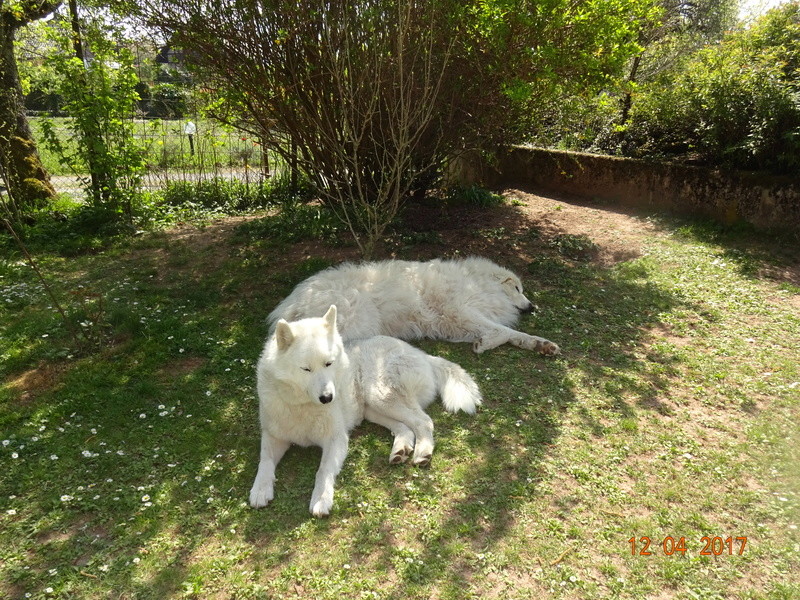 Nusky et Doudou - Page 5 Dsc03514