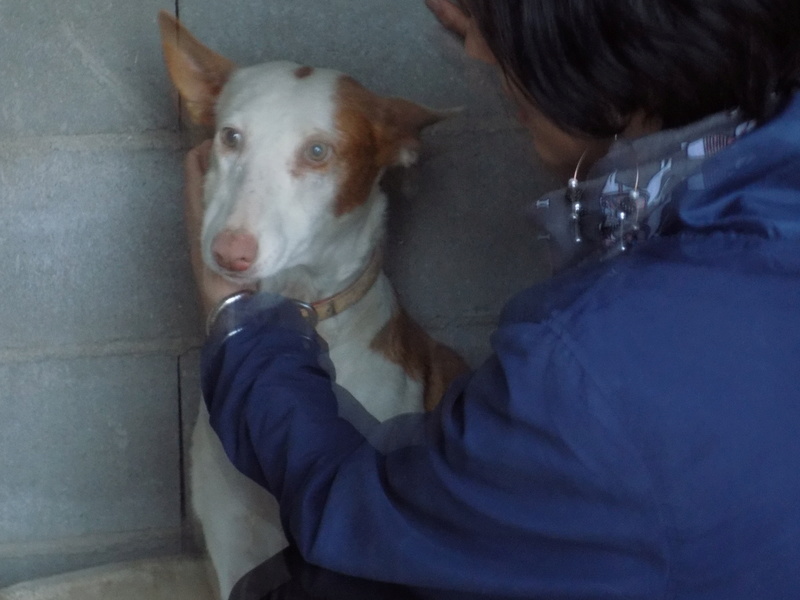 Morgane, podenca , 3 ans scooby france Adoptée  16010