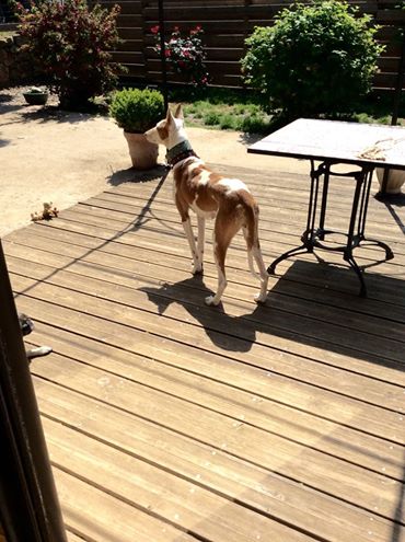 Morgane, podenca , 3 ans scooby france Adoptée - Page 2 1610
