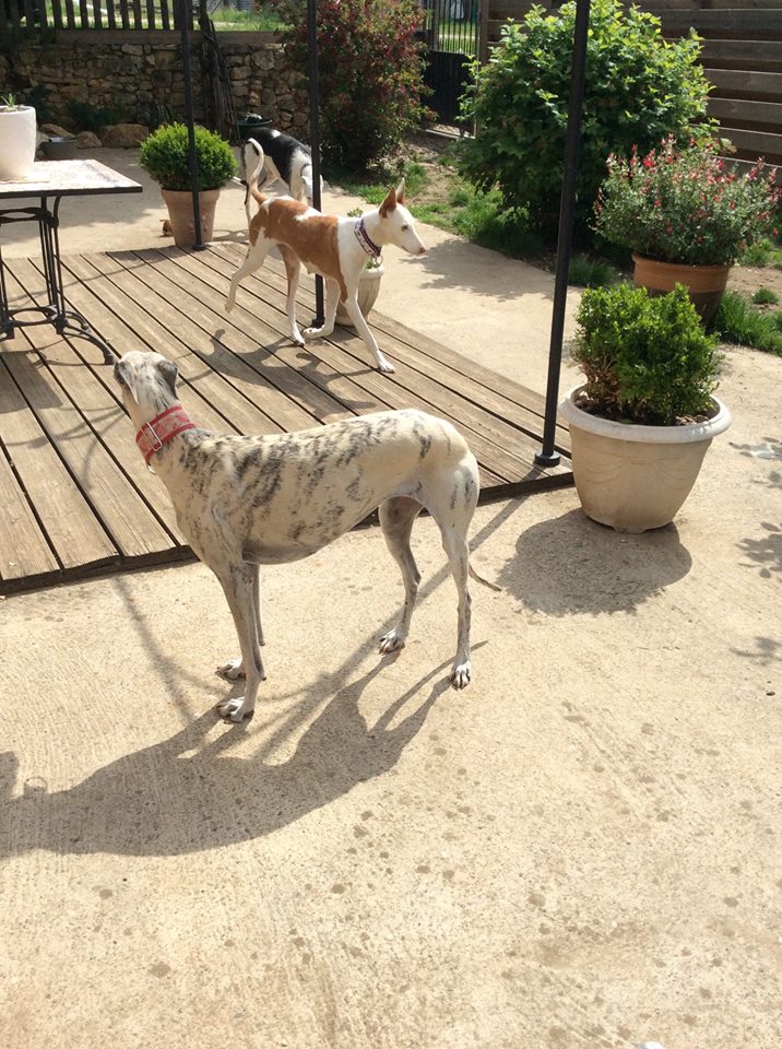 Morgane, podenca , 3 ans scooby france Adoptée - Page 3 18402610