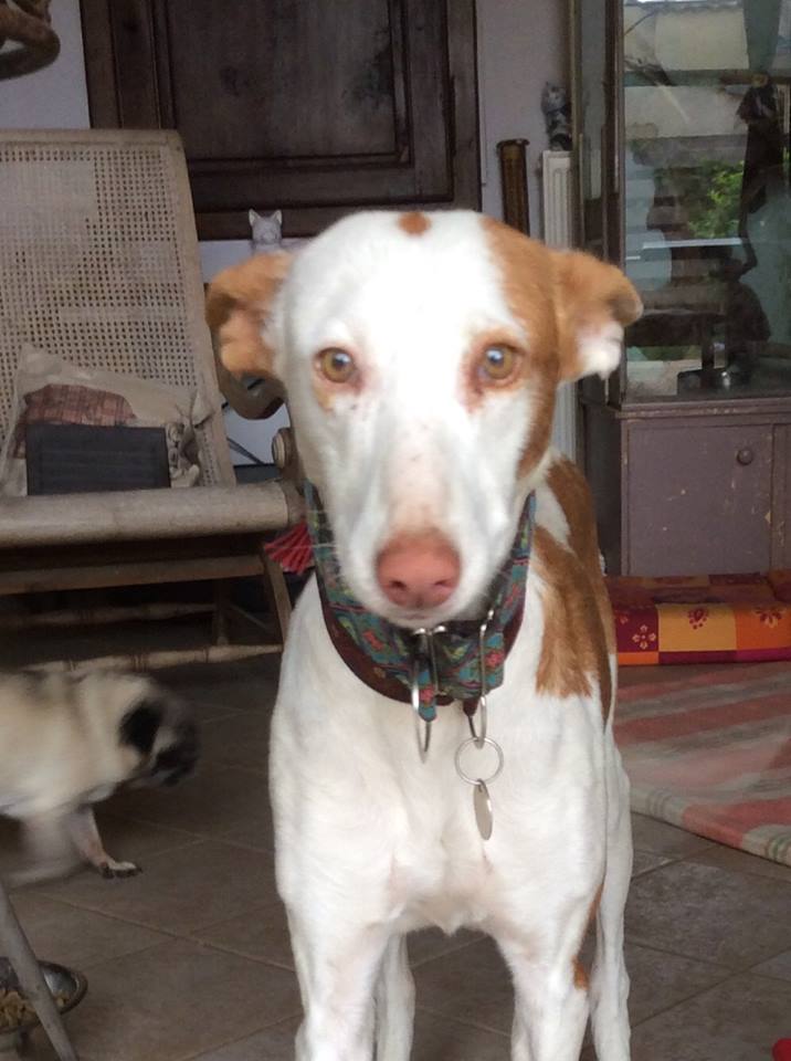 Morgane, podenca , 3 ans scooby france Adoptée - Page 2 2310