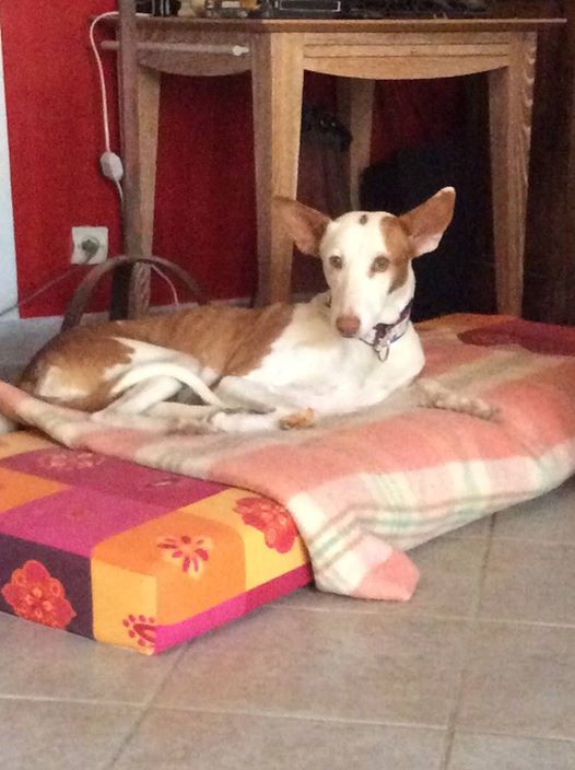 Morgane, podenca , 3 ans scooby france Adoptée - Page 2 2610