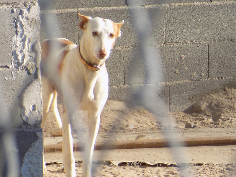 Morgane, podenca , 3 ans scooby france Adoptée 57110