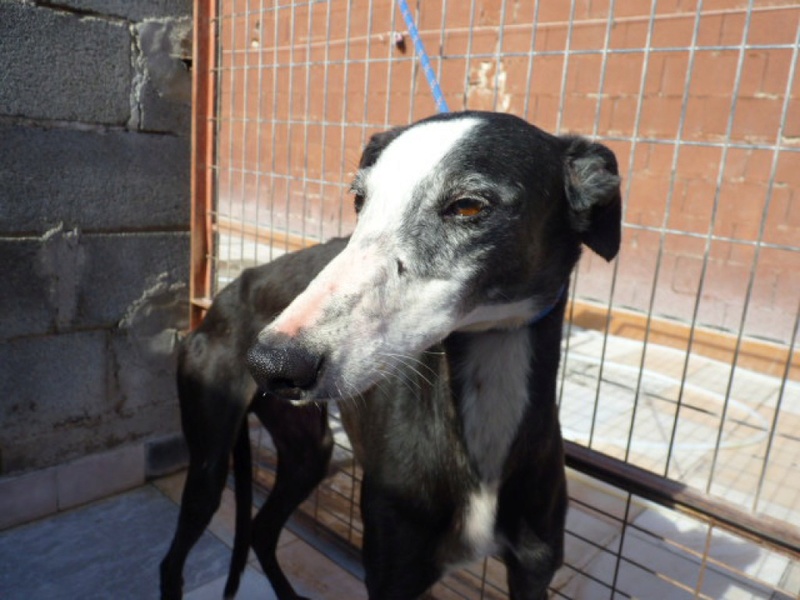 BANDERILLA  galgo male noir liste blanche  Bander10