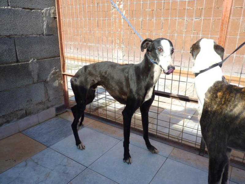 BANDERILLA  galgo male noir liste blanche  Bander11