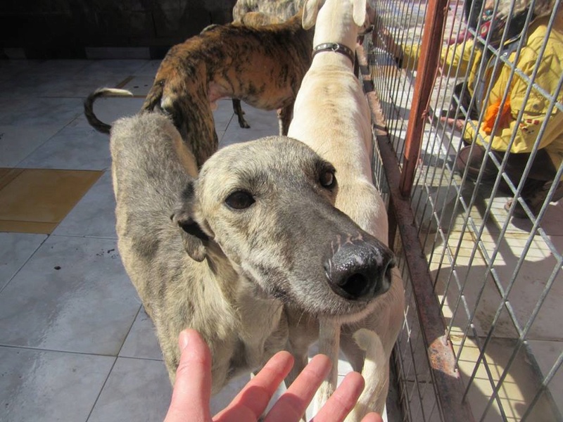 BASTIAN , galgo né en 2013, à l'adoption  SCOOBY FRANCE  Bastia11