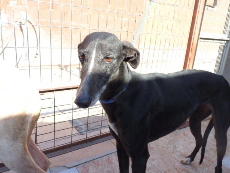 BELLINA galga noire liste blanche 4ans Bellin12