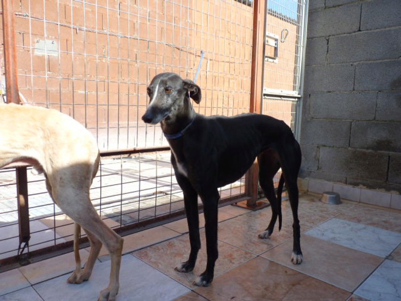 BELLINA galga noire liste blanche 4ans Bellin14