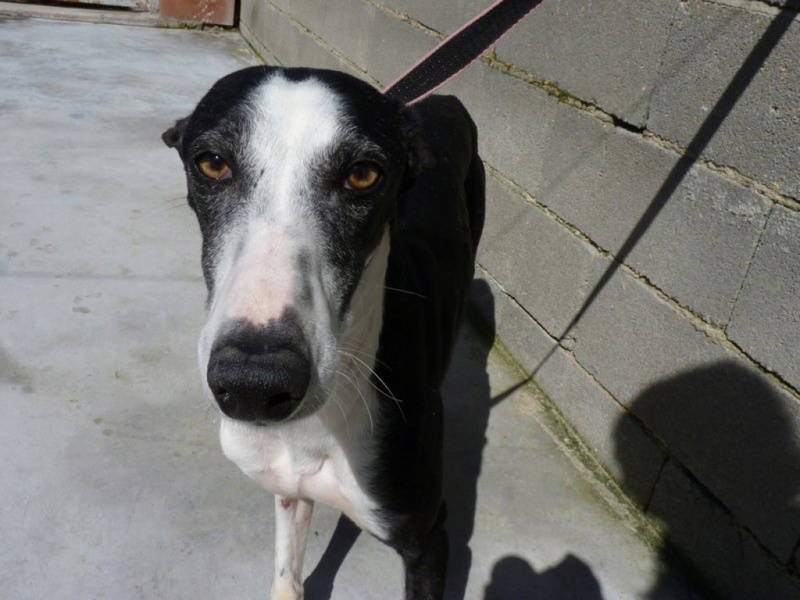 Betoldo, galgo noir et blanc, timide, 2 ans Betold10