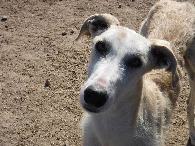 CLAMORES galgo male creme barbudo  Clamor11