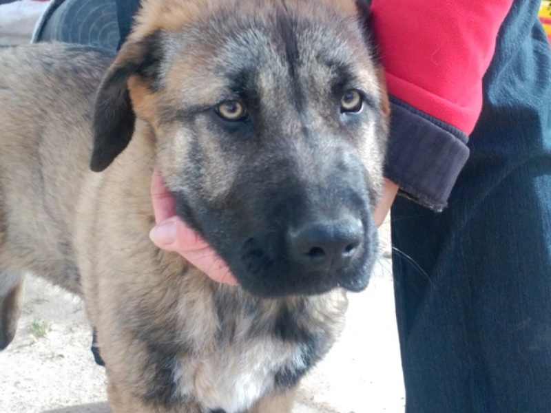 CLEMENTINA Chiot mastine espagnole Adoptée scooby france Clemen12
