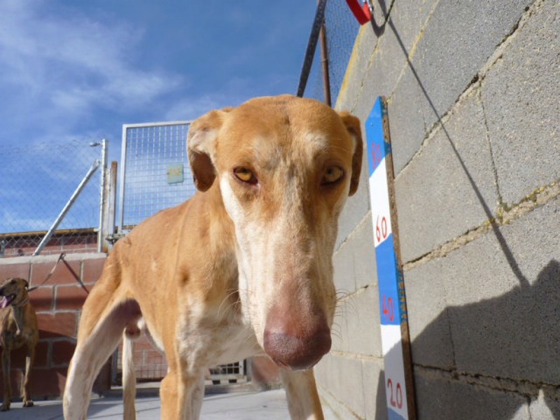 DION galgo atypique  creme/caramel de 2ans une pure beauté Adopté Dion110