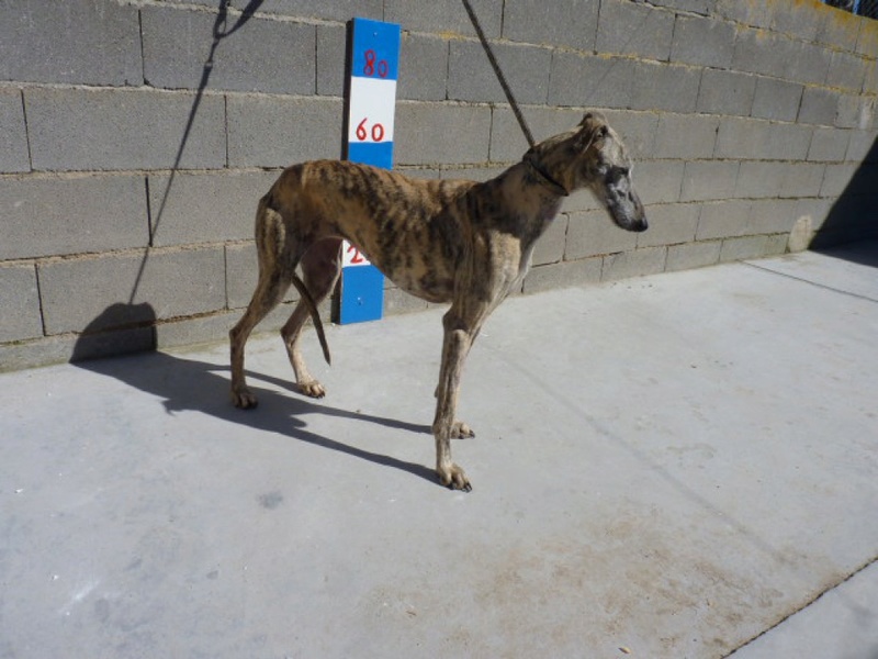 MADONA galga bringee tres clair 5ans, la belle vie ! Madona10